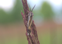 Obraz 1393